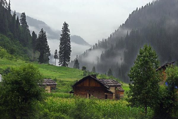 GOLDEN CHINAR HARVEST